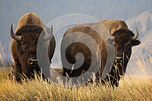 Two large bison with horns standing on grassy hill in Grand Teton National Park.