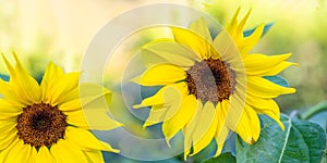 Two large blooming bright yellow sunflower heads on sunny backgrop close up. Banner.