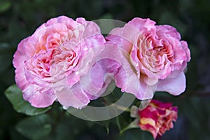 Two large blooming gently pink roses and one bud on a dark green background of leaves.Close up with selective focus