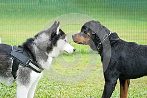 Two large breed dogs facing each other. Side view