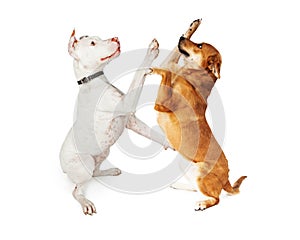Two Large Breed Dogs Playing