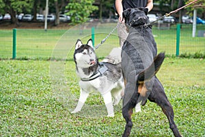 Two large breed dogs playing in the field