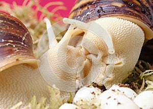 Two large brown snails close-up akhatin, akhatina is a giant African snail, Akhatina fulica, Lissachatina fulica