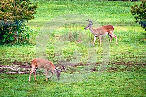 Two large bucks feeding in a meadow.