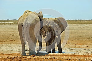 Two Large Bull African Elephants standing on the Dry Arid African savannah