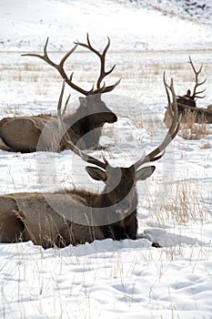 Two large Bull Elk with Large Antlers Laying in Snow