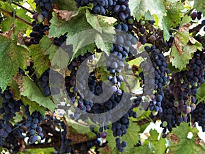 Two large bunches of red wine grapes hang from a vine, Ripe grapes hang on the vine.