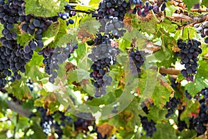 Two large bunches of red wine grapes hang from a vine, Ripe grapes hang on the vine.