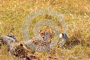 Two large cheetahs eat prey. Masai Mara, Kenya