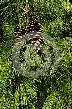 Two large cones hidden in pine Pinaceae tree needles dense foliage, sunbathing in late fall sunshine photo