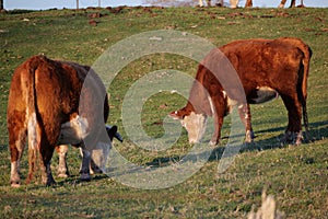 Two large cows eating grass in a field in Alberta