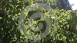 two large dark green leaves on a background of light leaves in the firelight and with the rays