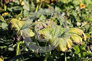 Two large dark green thick pumpkin plant leaves sprinkled with copper sulphate surrounded with densely growing plants