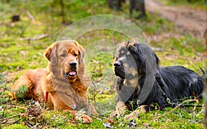 Two large dogs lie on a forest lawn