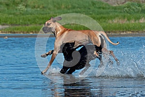 Two large dogs play on the beach