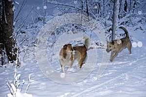 Two large dogs with red hair on a winter snowy road against the backdrop of a large snowdrift in a snowfall. Homeless