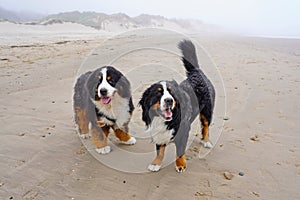 Two happy Bernese Mountain Dog on the beach