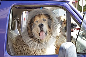 Two Large Dogs Sitting In Front Seat Of Pick Up Truck