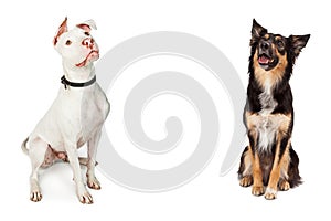 Two Large Dogs Sitting Looking Up With Copy Space