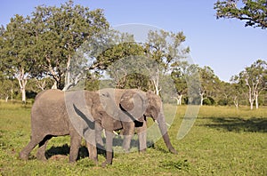 Two large elephants