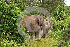 Two large elephants in the brush