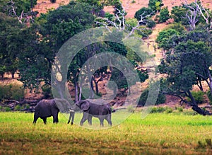 Two large elephants fighting in Chobe National Park, Botswana.