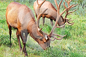 Two large elks graze on fresh grass