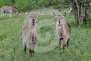 two large female water bucks standing looking at the camera