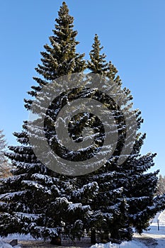two large fir trees covered with snow against a bright blue winter sky