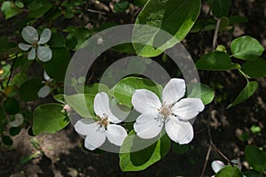 Two large flowers of quince in spring