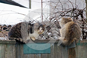 Two large fluffy cats are sitting on a wooden wall of a fence