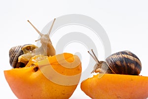 Two large grape garden snails Helix pomatia sit on apricots and eat.