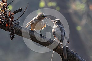 Da birdwatching l'edificio nido ramoscelli 