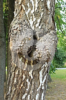 Two large growths on the trunk. Russia.