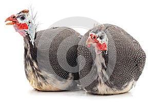 Two large guinea fowls