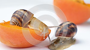 Two large helix pomatia grape snails and apricot slices on a white background