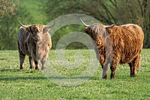 Two Highland cows standing  in field staring at the camera