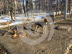 Two large homeless dogs warm up in the day-time in winter near the hatches of heating main