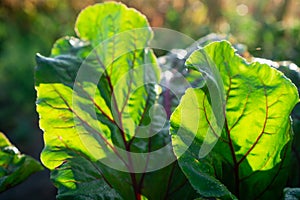 Two large leaves of beets