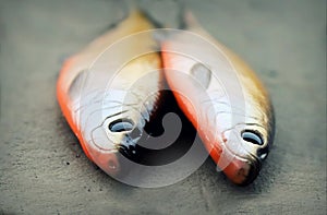 Two large life-like soft fishing lures