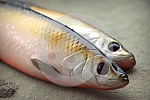 Two large life-like soft fishing lures herrings