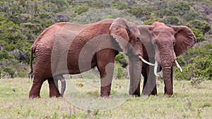 Two Large Male African Elephants