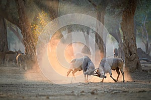 Two large male Eland antelopes, Taurotragus oryx, fighting in an orange  cloud of dust backlighted by rays of morning sun. Low
