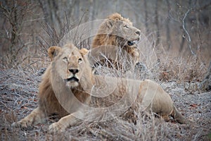 Two large male lions on a dry, grassy mound, looking up.