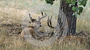 Two large mule deer bucks laying under a shade tree.