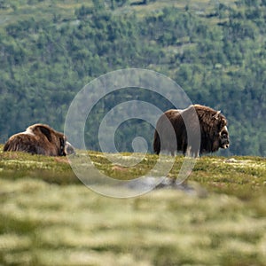 Two large Norwegian musk oxen (Ovibos moschatus) standing in a grassy meadow