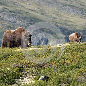 Two large Norwegian musk oxen (Ovibos moschatus) standing in a grassy meadow