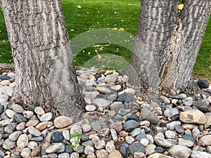 Two large oak trees in a lush green garden yard with stone rock ground covering