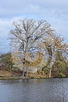 two large oak trees with yellow leaves on the shore near the water of a lake