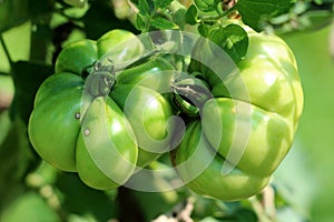 Two large organic fresh green tomatoes growing from single stem in local home garden surrounded with leaves